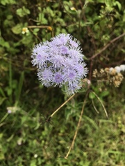 Ageratum