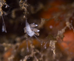 Tergipes tergipes