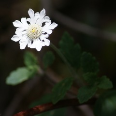 Microspermum debile