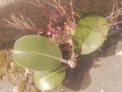 Pachystegia insignis