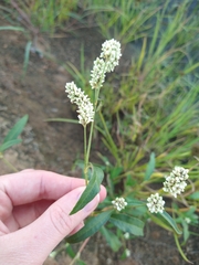 Persicaria