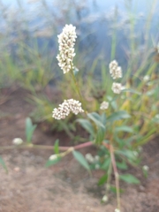 Persicaria
