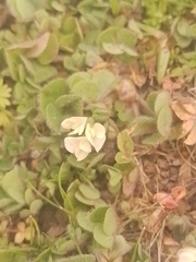 Trifolium subterraneum