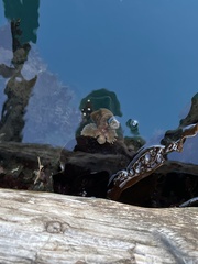 Nautichthys oculofasciatus