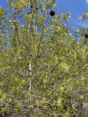 Pinus halepensis