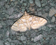 Pseudopyrausta santatalis