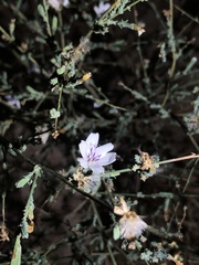 Stephanomeria diegensis