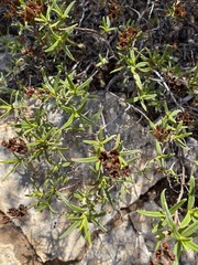 Cistus monspeliensis