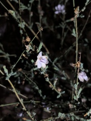 Stephanomeria diegensis