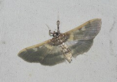 Apilocrocis brumalis