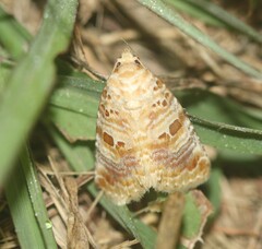 Diastema tigris