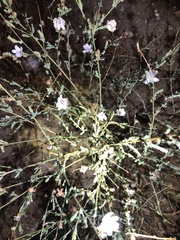Stephanomeria diegensis