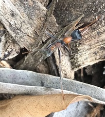Myrmecia nigrocincta