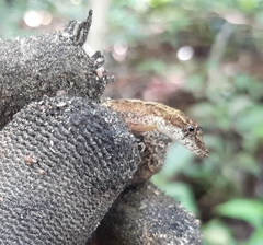 Anolis rodriguezii