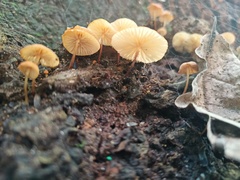 Heimiomyces tenuipes