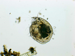 Chydorus
