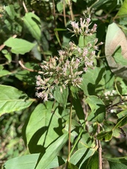 Mikania scandens