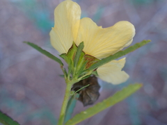 Sida elliottii
