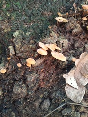 Heimiomyces tenuipes