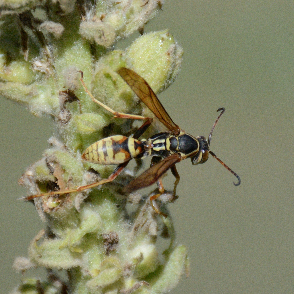 Golden Paper Wasp from Lakota Lake, East Custer, SD 57751, USA on ...