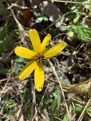 Coreopsis major