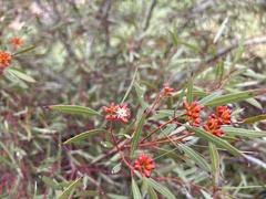 Eucalyptus oleosa