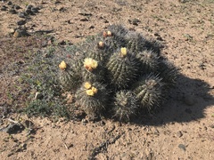Copiapoa coquimbana
