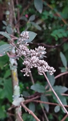 Buddleja parviflora