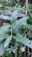 Buddleja parviflora