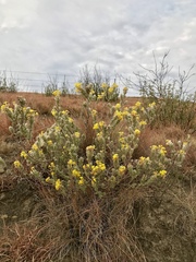 Lasiosiphon polyanthus