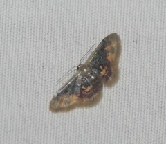 Idaea scintillularia