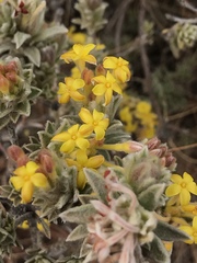 Lasiosiphon polyanthus
