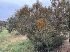 Eucalyptus oleosa