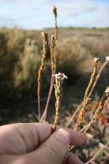 Gnidia spicata