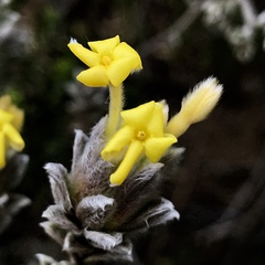 Lasiosiphon polyanthus