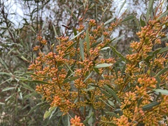 Eucalyptus oleosa
