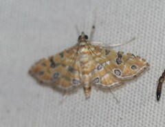 Ommatospila narcaeusalis