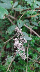 Buddleja parviflora