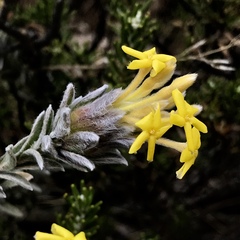 Lasiosiphon polyanthus