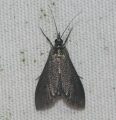 Pyrausta demantrialis