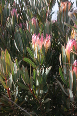 Protea burchellii