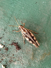 Calliptamus madeirae