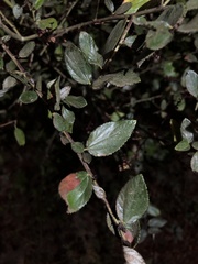 Ceanothus oliganthus