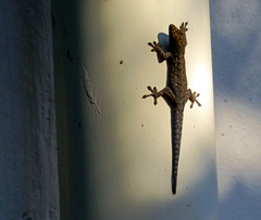 Lygodactylus chobiensis