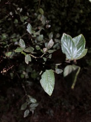 Ceanothus oliganthus