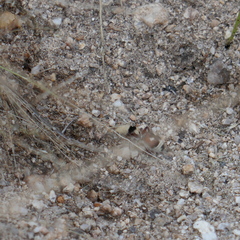 Dasymutilla sicheliana
