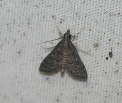 Steniodes declivalis