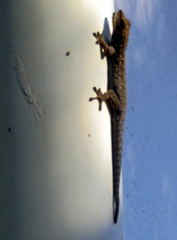 Lygodactylus chobiensis