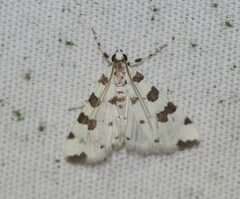 Conchylodes octonalis