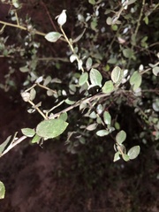 Ceanothus oliganthus